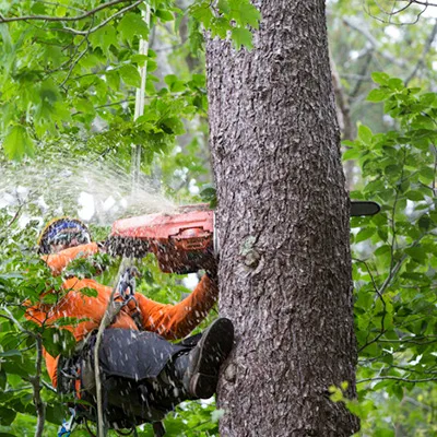 Tree Services